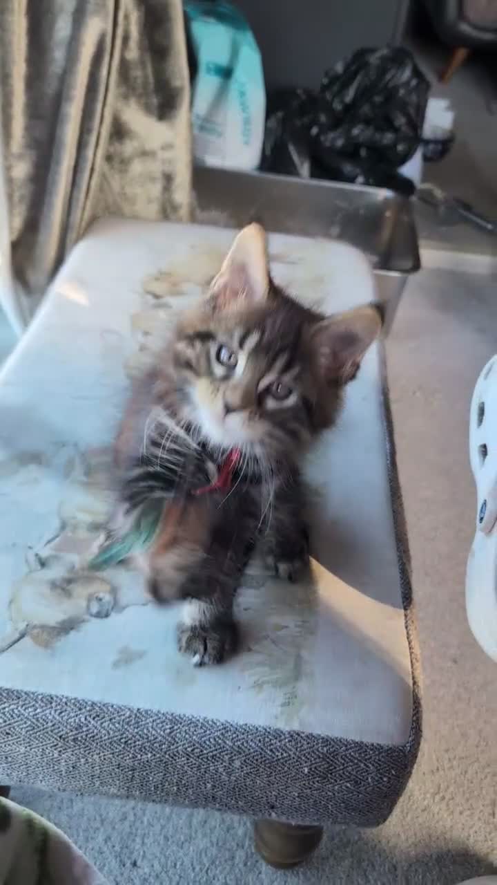 Maine Coon cats for sale: Chunky loveable Maine Coon Boy - Video 2