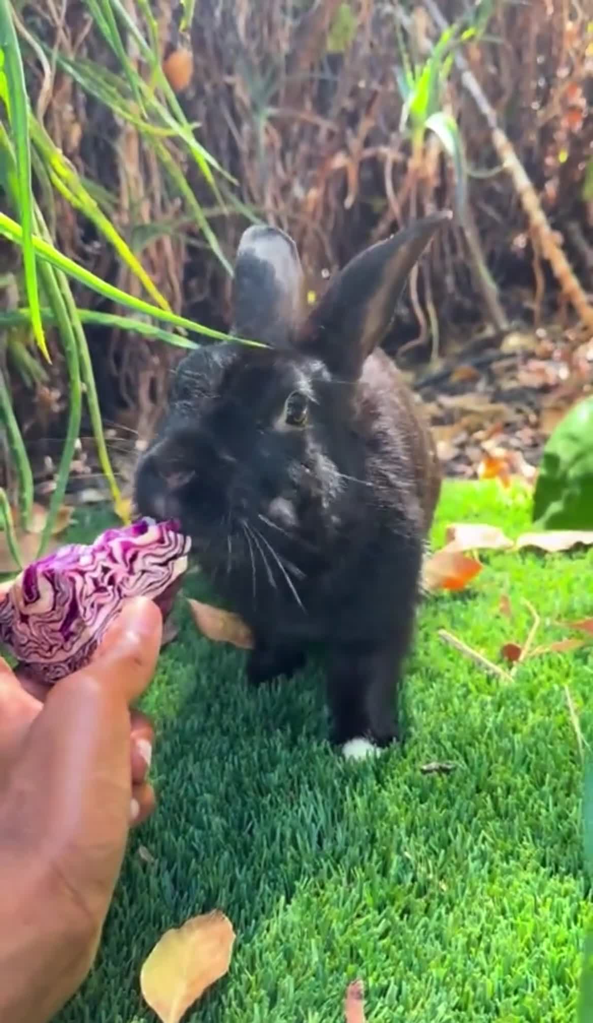 Rex rabbits for sale: LOVELY REX FULL BREED RABBIT  - Video 1