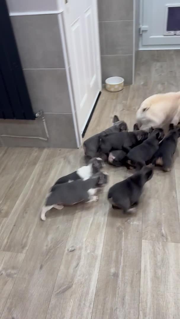 French Bulldog dogs for stud: Amazing structure and quality ‼️ in Ebbw Vale - Video 5