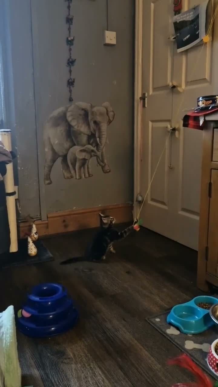 Mixed Breed cats for sale: Kitten 8 weeks old ready to leave - Video 1