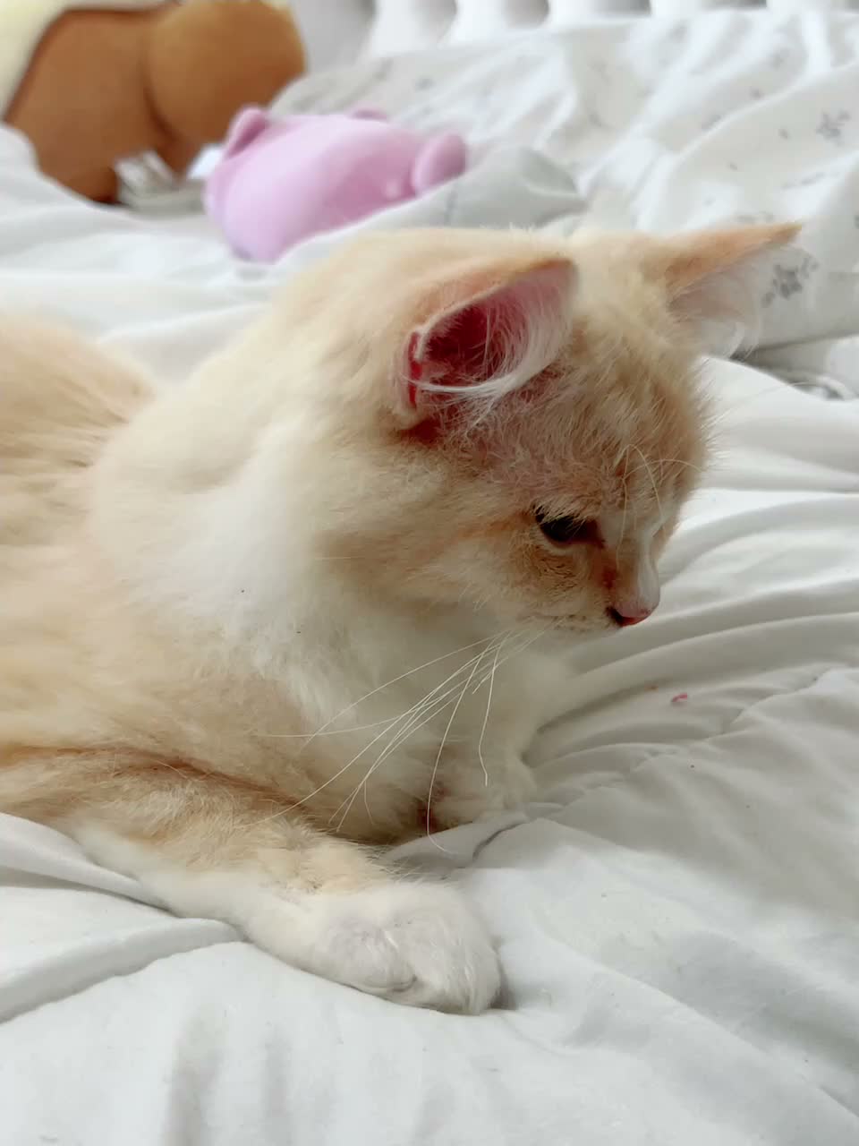 Ragdoll cats for sale: 4 Beautiful and Playful Ragdolls - Video 1