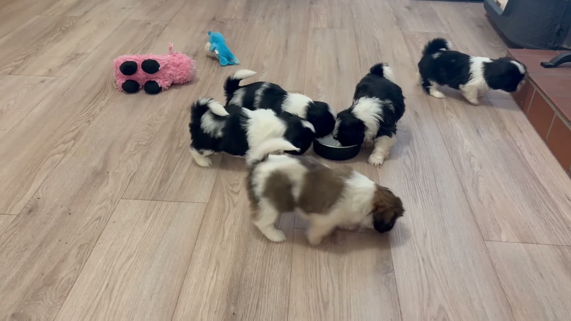 Shih Tzu dogs for sale: Beautiful Home reared Shih Tzu Puppies - Video 3