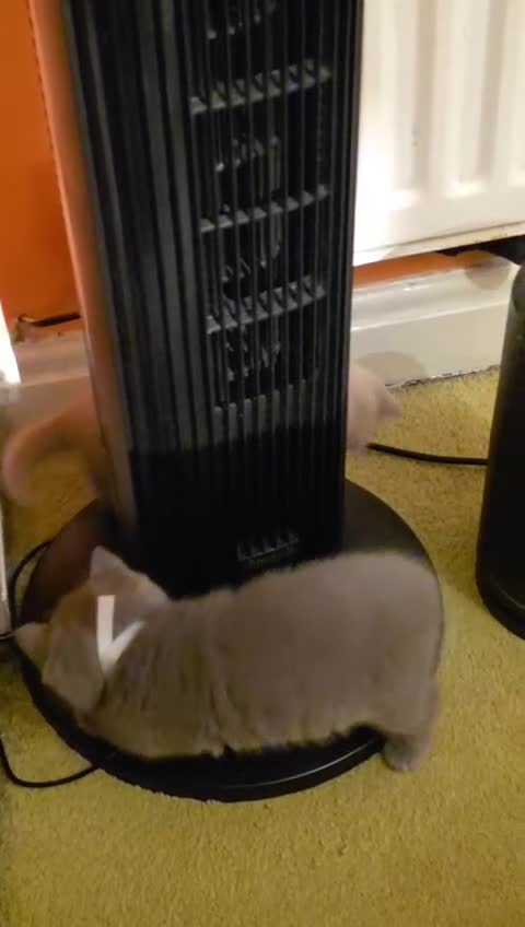 British Shorthair cats for sale: British Shorthair Kittens  - Video 3
