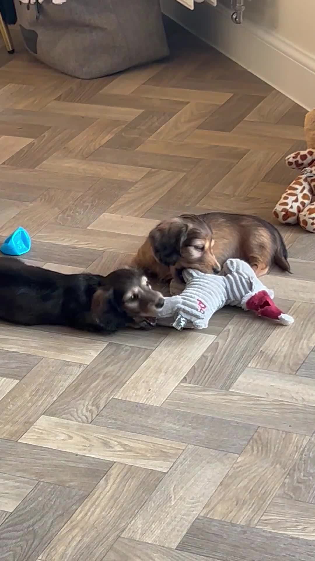 Miniature Dachshund dogs for sale: Mini Long Haired Daschund 2 girls left - Video 1