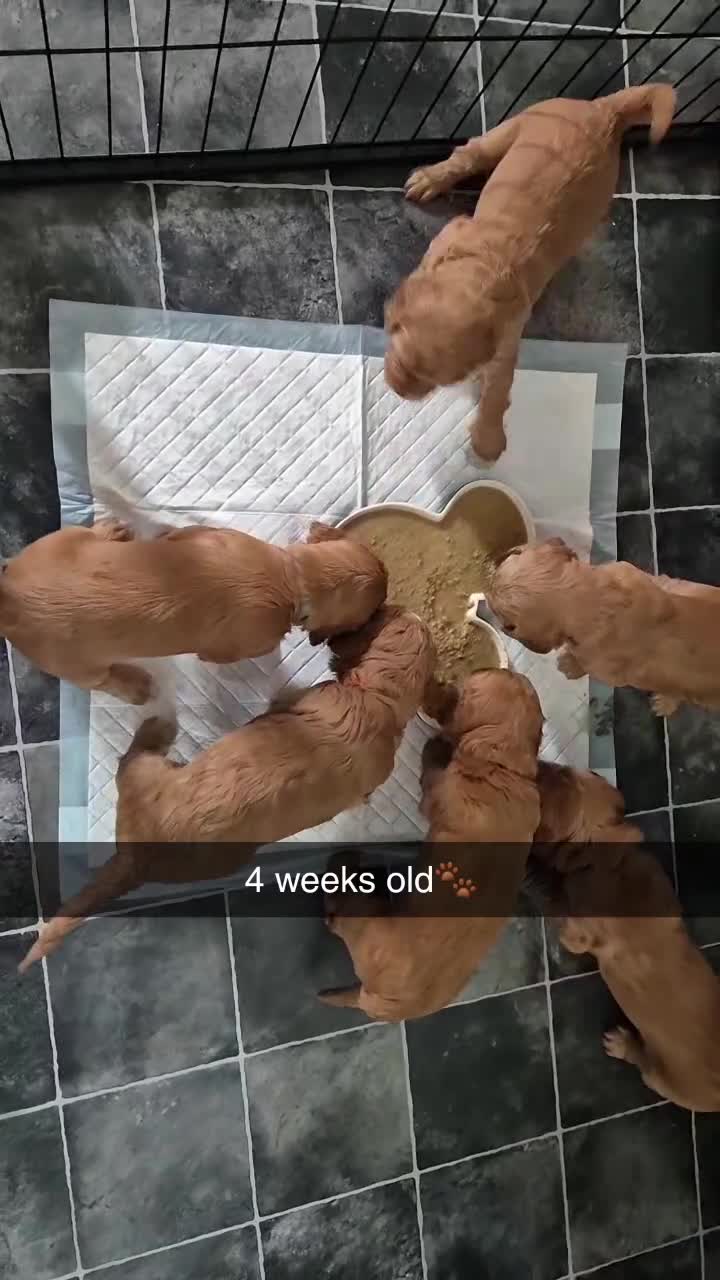 Cockapoo dogs for sale: F1B Cockapoo's - Video 1