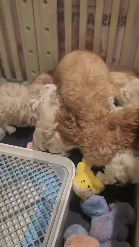 Maltipoo dogs for sale: Maltipoo F1, KC Parents Extensively DNA Clear   - Video 1