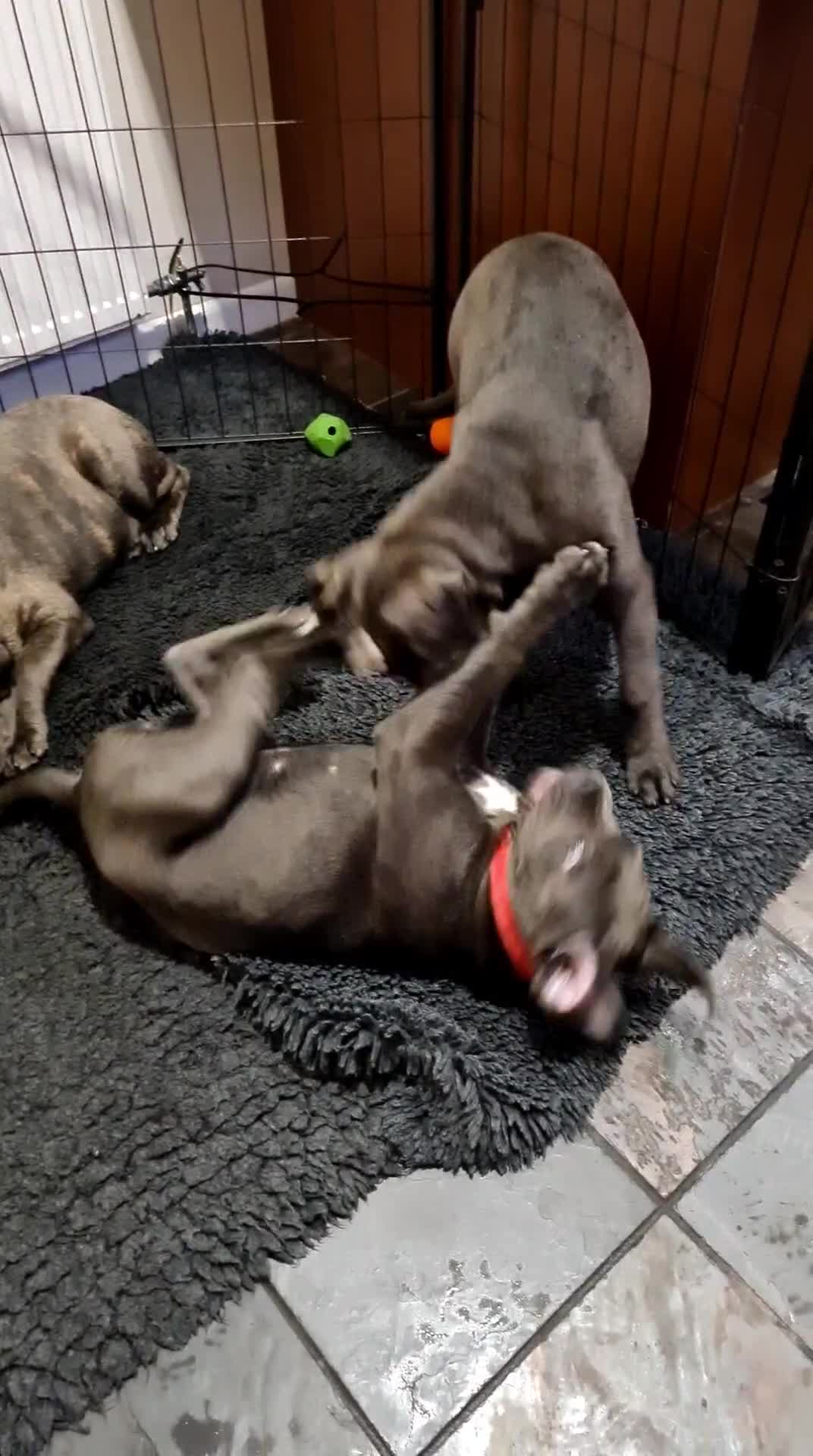 Cane Corso dogs for sale: Cane Corso pups for sale  - Video 2