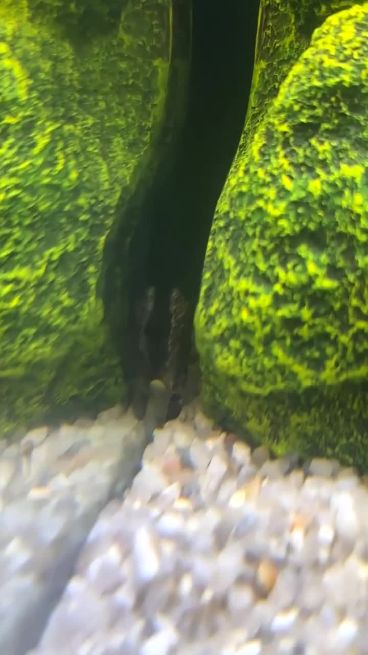 Other/Mixed Breed fish for sale: Fish tank and mixed selection of fish - Video 2