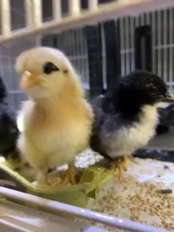 Chickens poultry for sale: Pekin x bantam chicks 🐣  - Video 1