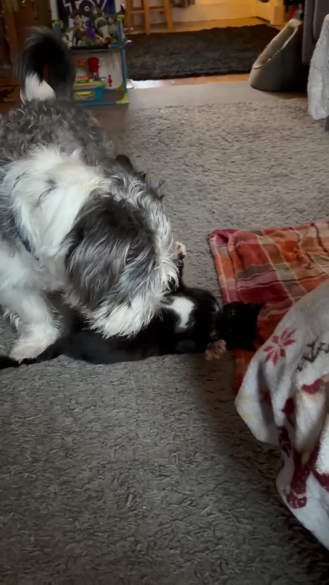 Mixed Breed dogs for sale: Mixed breed boy for sale  - Video 1