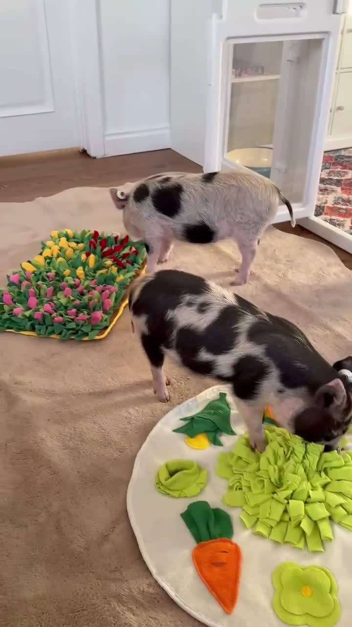 Pig livestock for sale: Two Juliana x breed sisters  - Video 1