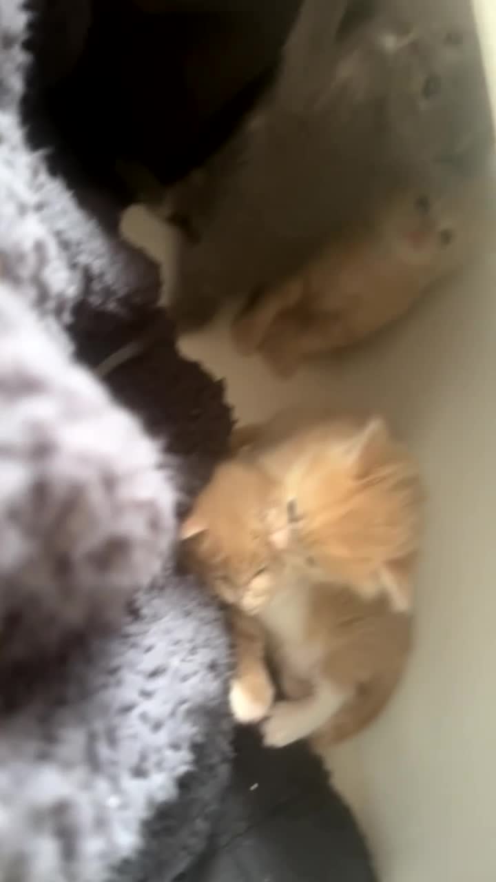 Mixed Breed cats for sale: Ragdoll mix  in London - Video 1