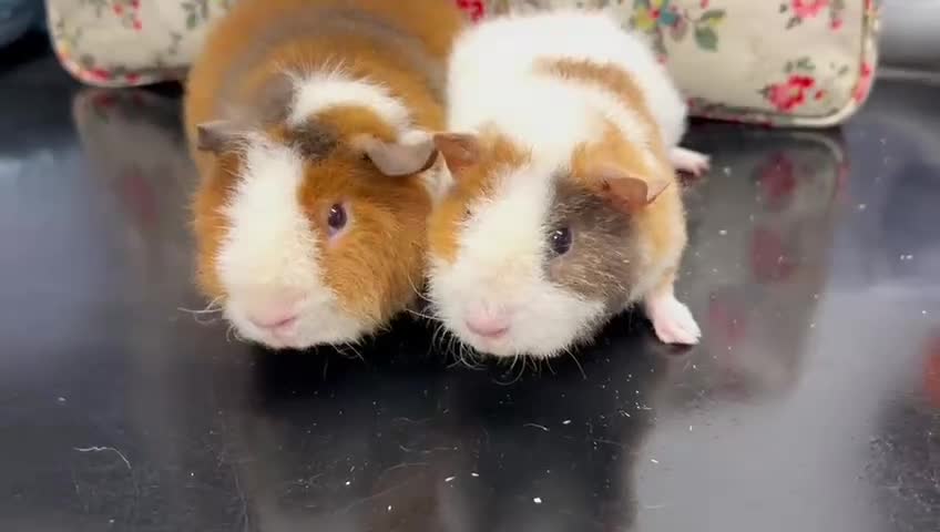 Guinea Pig rodents for sale: RESERVED Gorgeous Pair of Teddy Boars Slate - Video 1