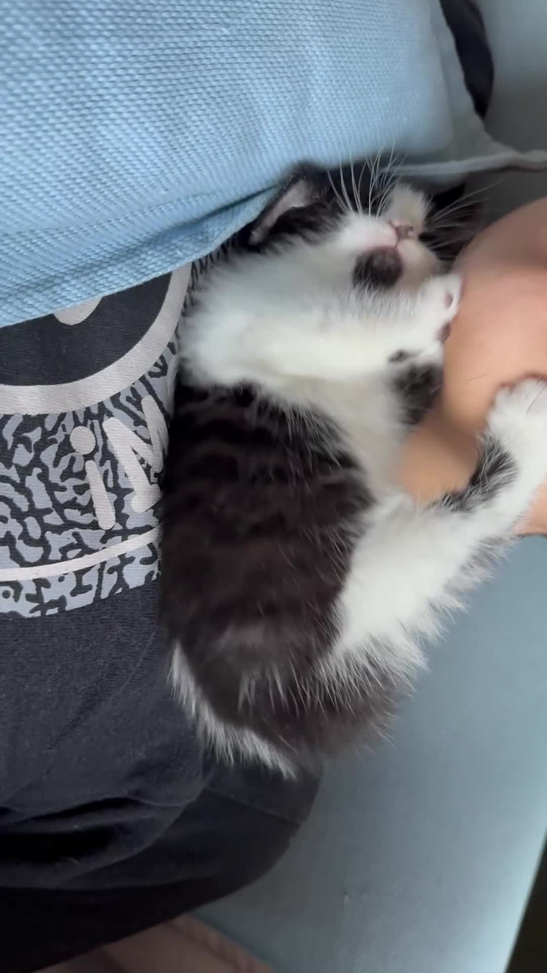 Mixed Breed cats for sale: 🐾 Clean, Healthy Bombay x Turkish Van Kittens - Video 4