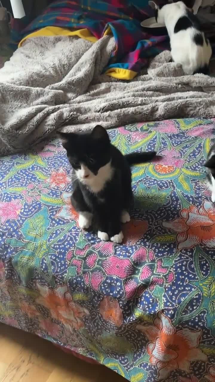 Ragdoll cats for sale: Young erratic kitten  - Video 2
