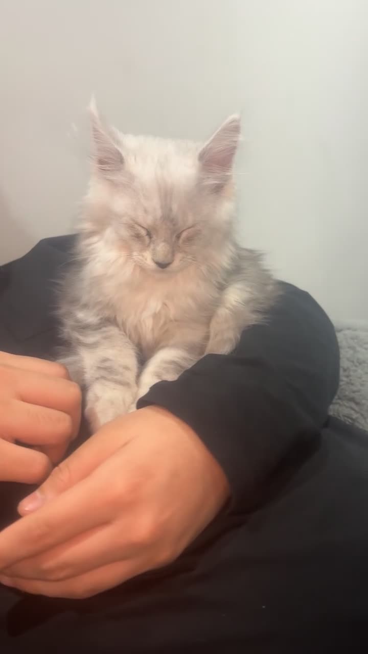 Maine Coon cats for sale: Last Male Maine Coon Kitten for Sale | show breed  - Video 1