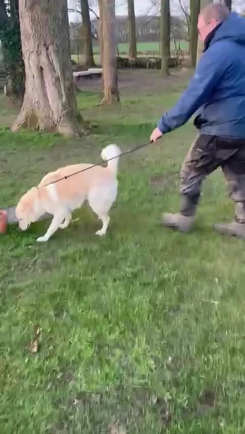 Mixed Breed dogs for adoption: Stunning Apolo  in Lancaster - Video 2