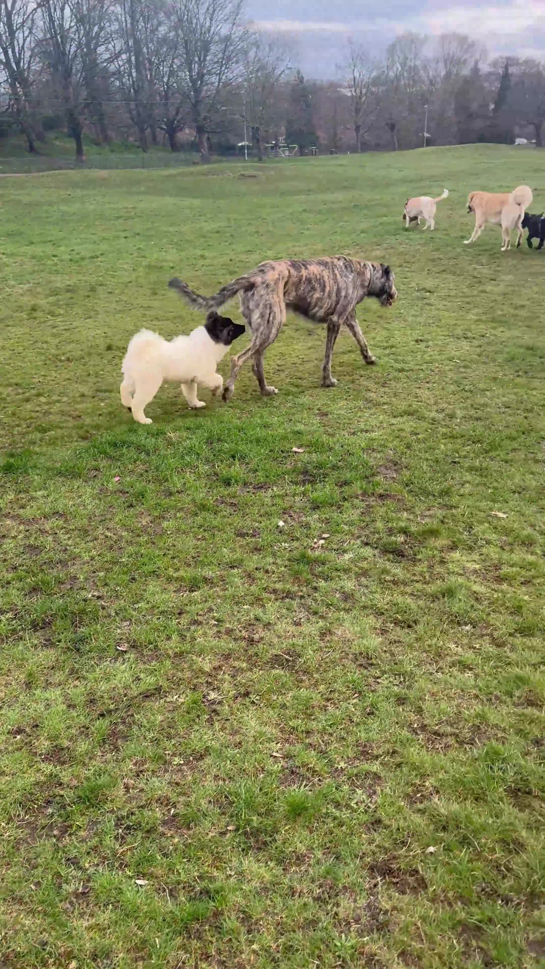 Akita dogs for sale: Quality Family Raised American Akita Puppy - Video 1