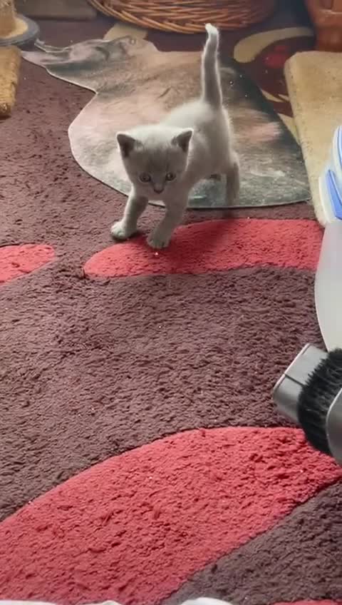 British Shorthair cats for sale: British Blue Shorthair Kittens - Video 3