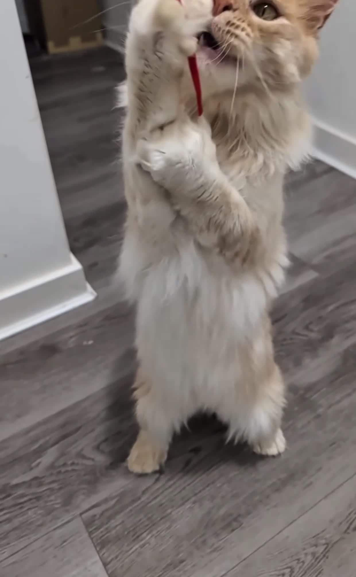 Maine Coon cats for sale: Maine coon polydactyl boy available on active  - Video 1