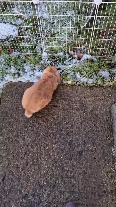 Mini Lop rabbits for sale: 🐰 Adorable Adult Rabbit Looking for a New Home 🏡 - Video 2