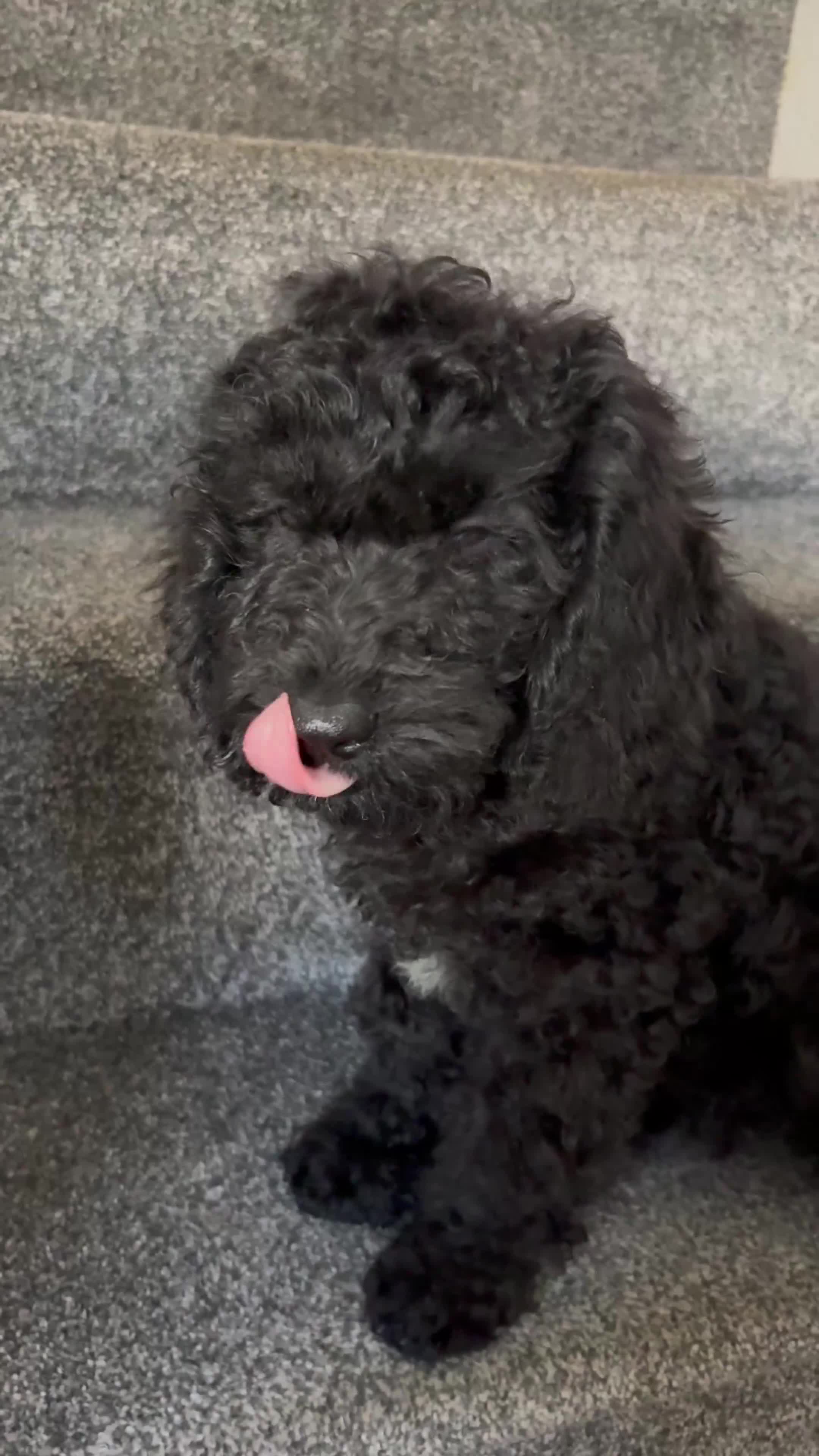 Cockapoo dogs for sale: Full Vaccinations READY NOW Show Cockapoo F1b - Video 3