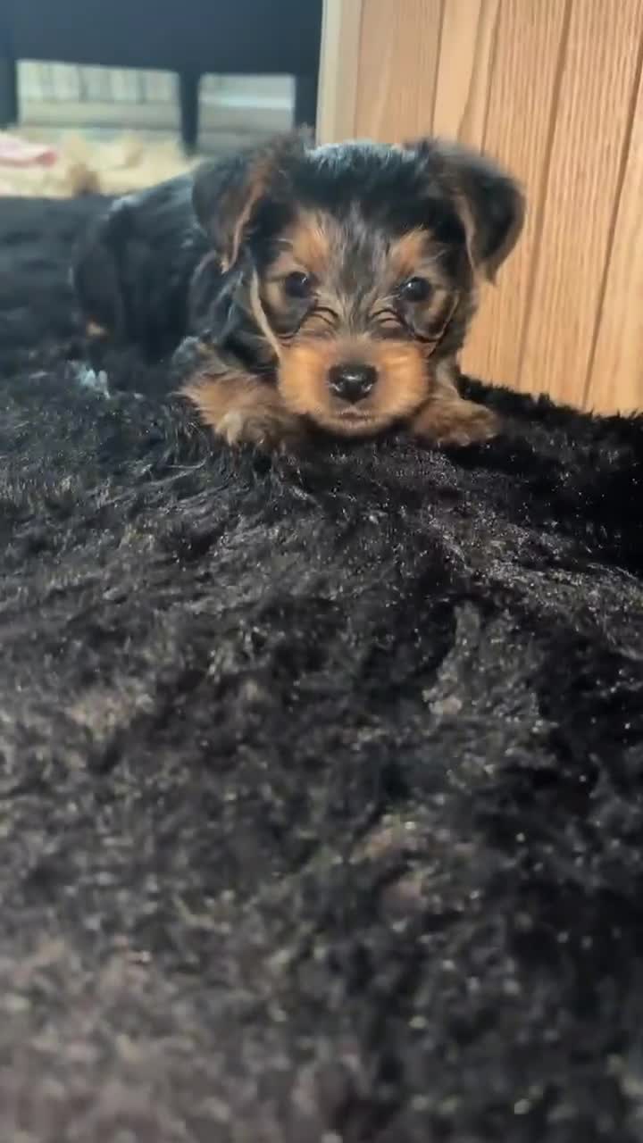 Yorkshire Terrier dogs for sale: She’s ready to leave now for her new loving home  in Bolton - Video 1