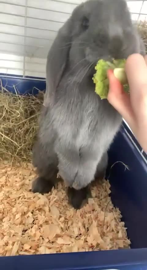 English Lop rabbits for sale: Lilac Rabbit (Free to good home) - Video 1