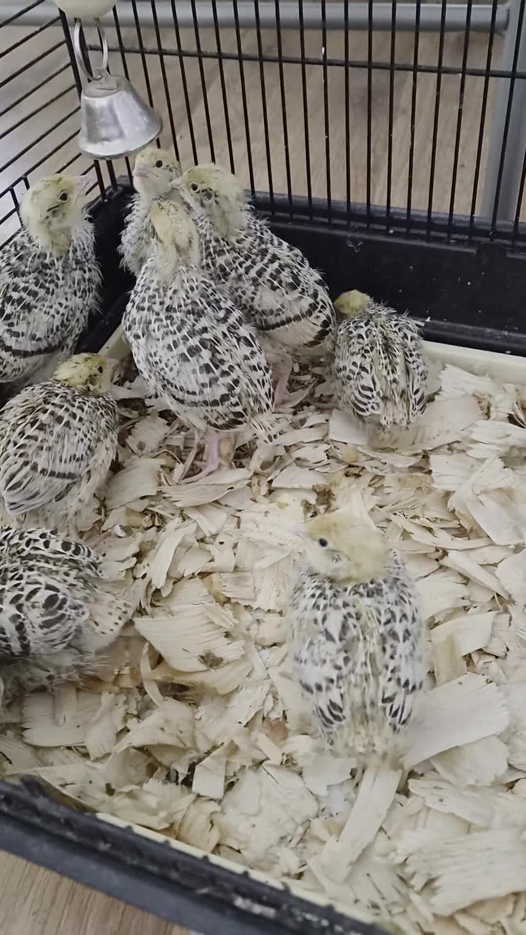 Quail poultry for sale: Baby quail  - Video 1