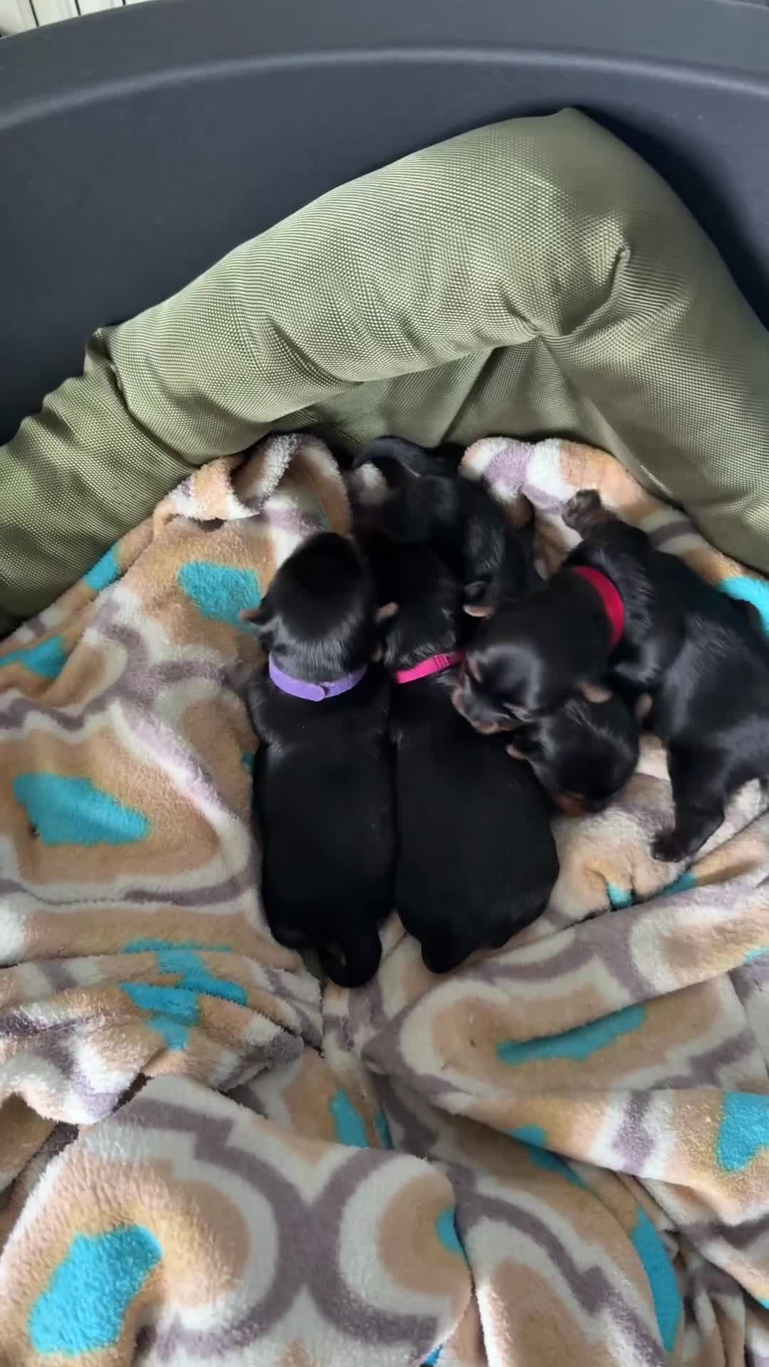 Yorkshire Terrier dogs for sale: Adorable Yorkshire Terrier Puppies  - Video 1