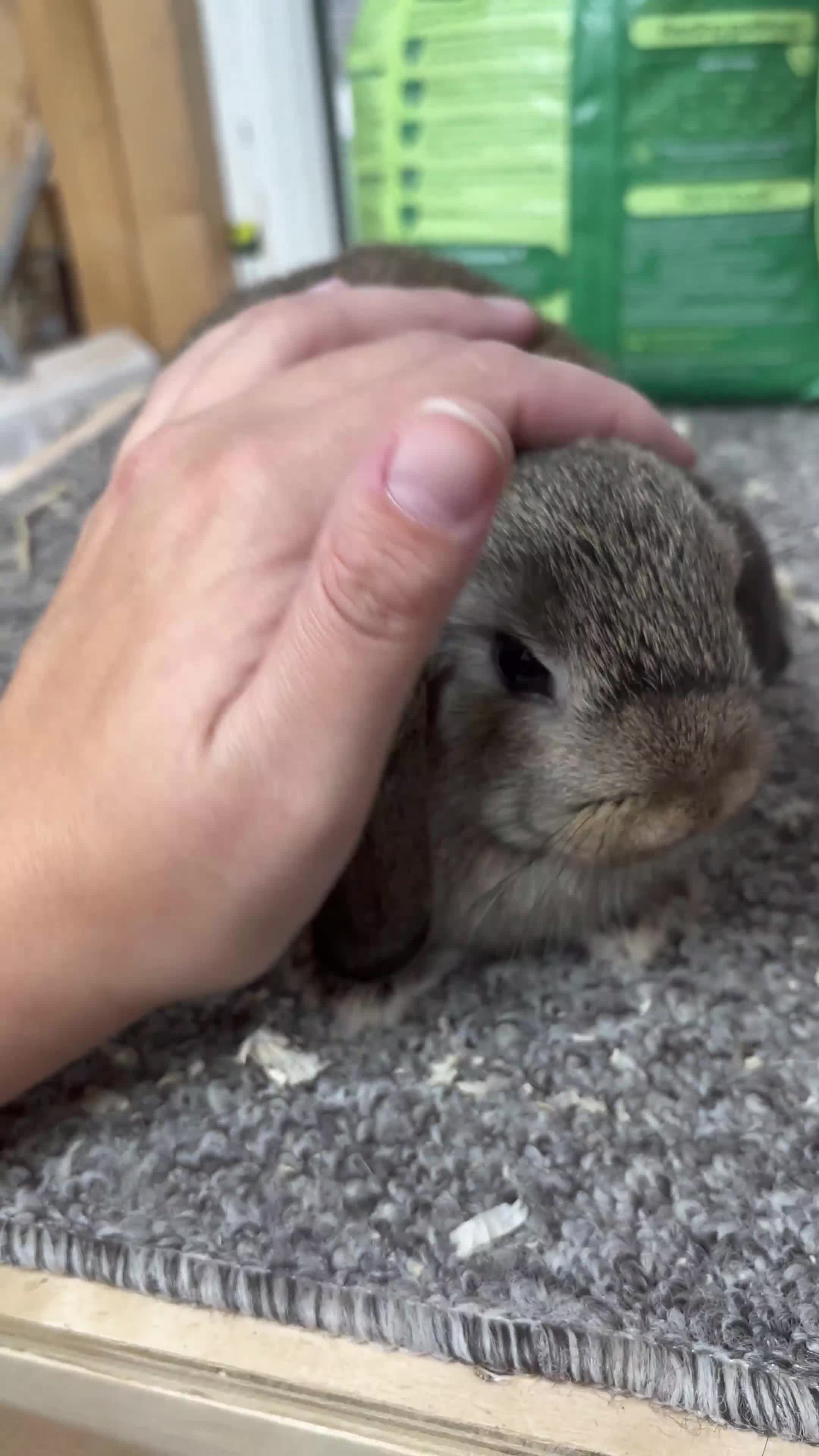 Mini Lop rabbits for sale: Pedigree Minilop babies for sale  - Video 2