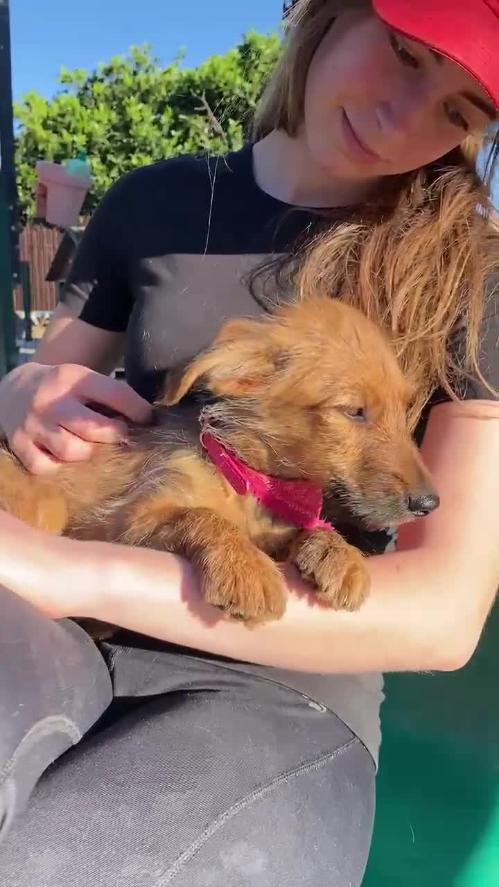 Mixed Breed dogs for adoption: Lovely Layla in Fleet - Video 1