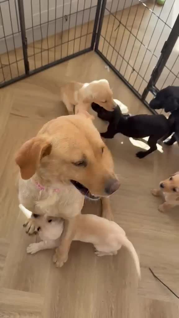 Labrador Retriever dogs for sale: Labrador Puppies For Sale - Video 1