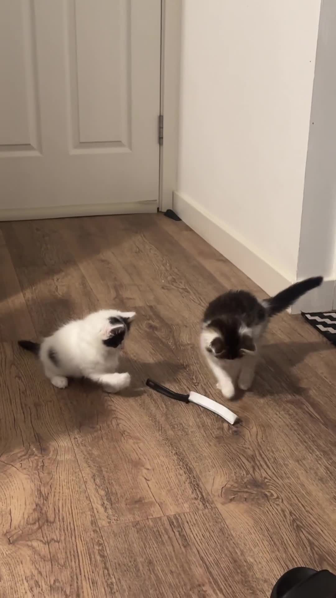 Ragdoll cats for sale: Beautiful Ragdoll Kittens  - Video 3