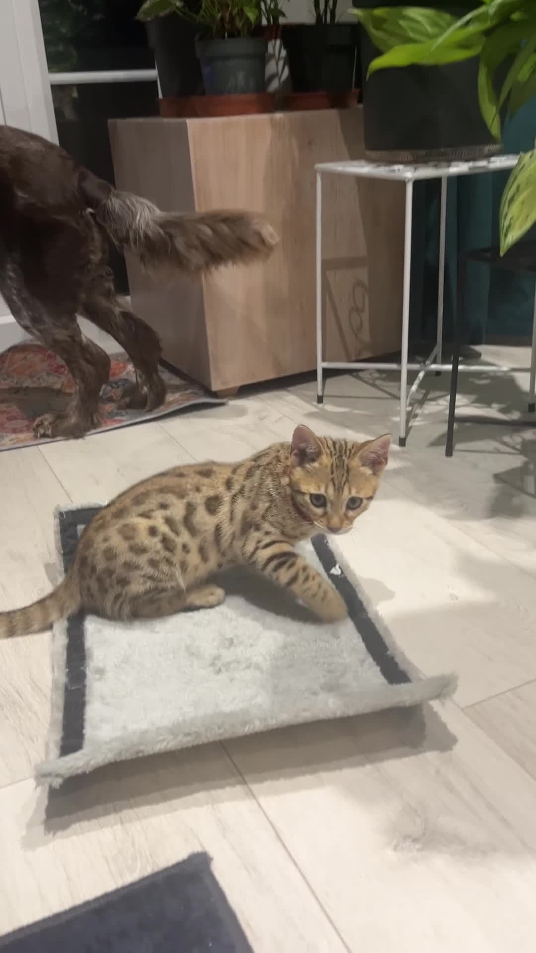 Bengal cats for sale: Genuine bengal kitten Tica registered  - Video 1