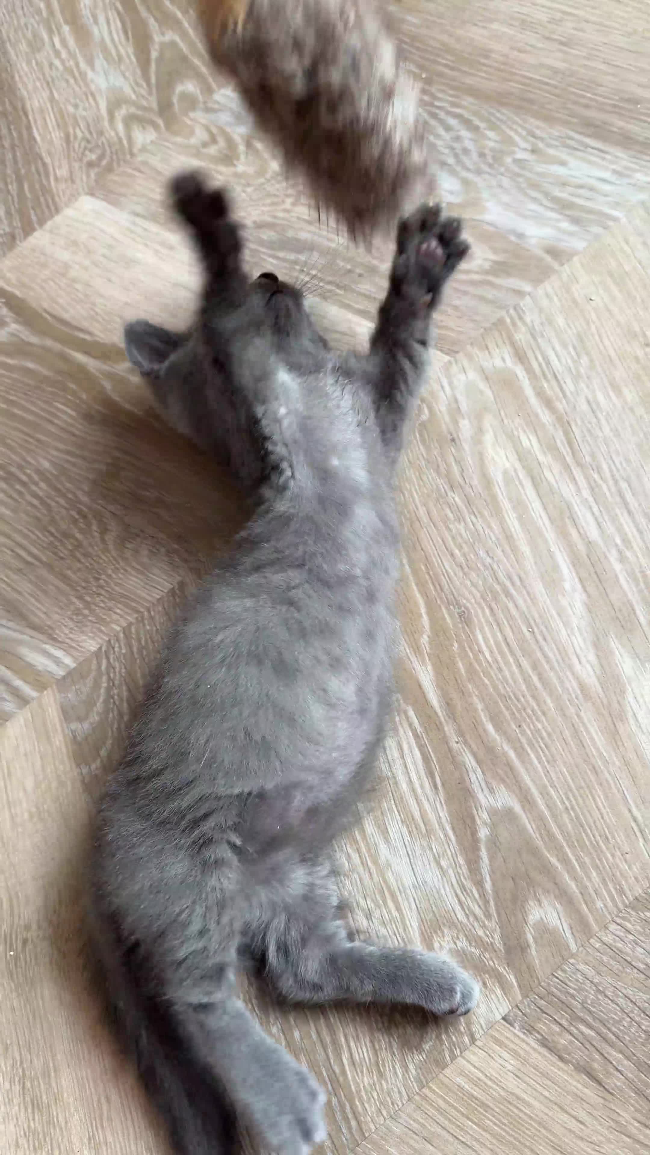 Munchkin cats for sale: REDUCED BLUE MINUET MUNCHKIN BOY -SUPER SHORT LEGS - Video 2