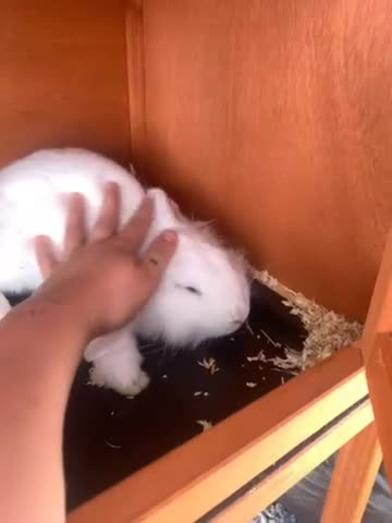 Mixed Breed rodents for sale: White Female lion lop  - Video 1