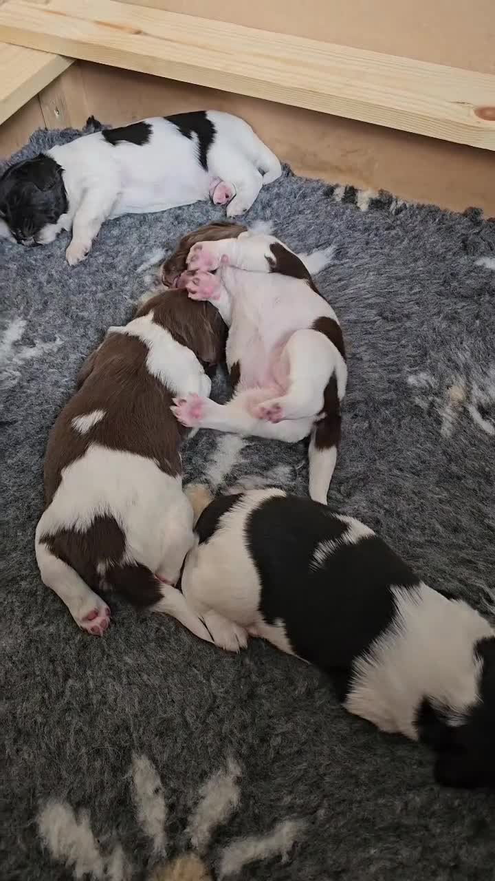 English Springer Spaniel dogs for sale: From DNA Health Tested English Springer Spaniels - Video 1