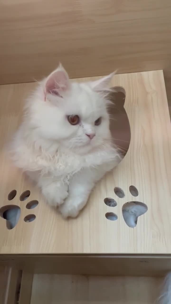 Mixed Breed cats for adoption: BLANCO - GREEN EYES -AFFECTIONATE 6M Neutered  - Video 5