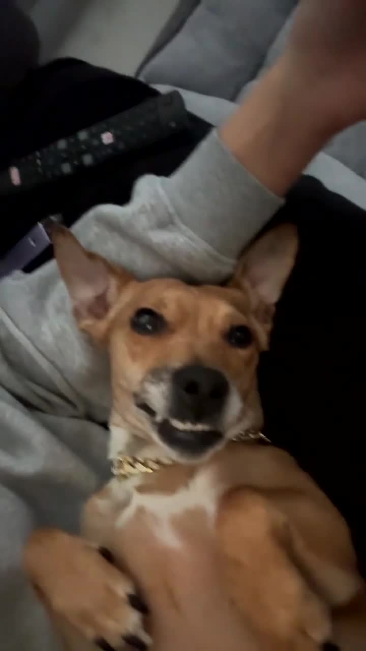 Jack Russell dogs for sale: Lola, Jack russell - Video 1