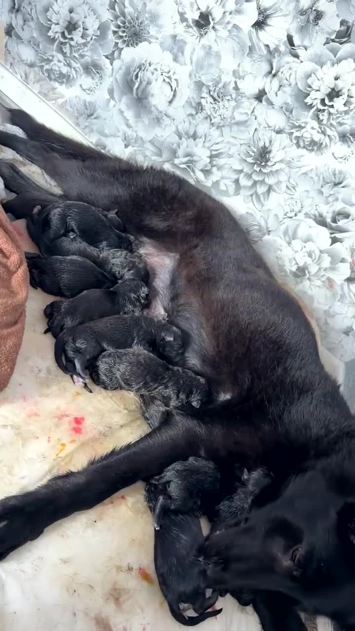 German Shepherd dogs for sale: German shepherd puppies  - Video 2