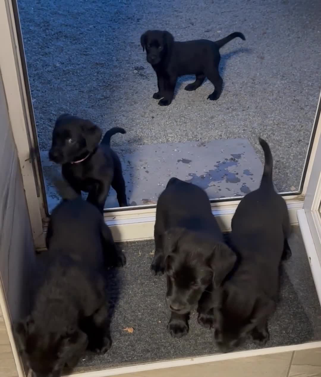 Labrador Retriever dogs for sale: KC Reg.Parents Fully Health Tested.Ready Now - Video 2