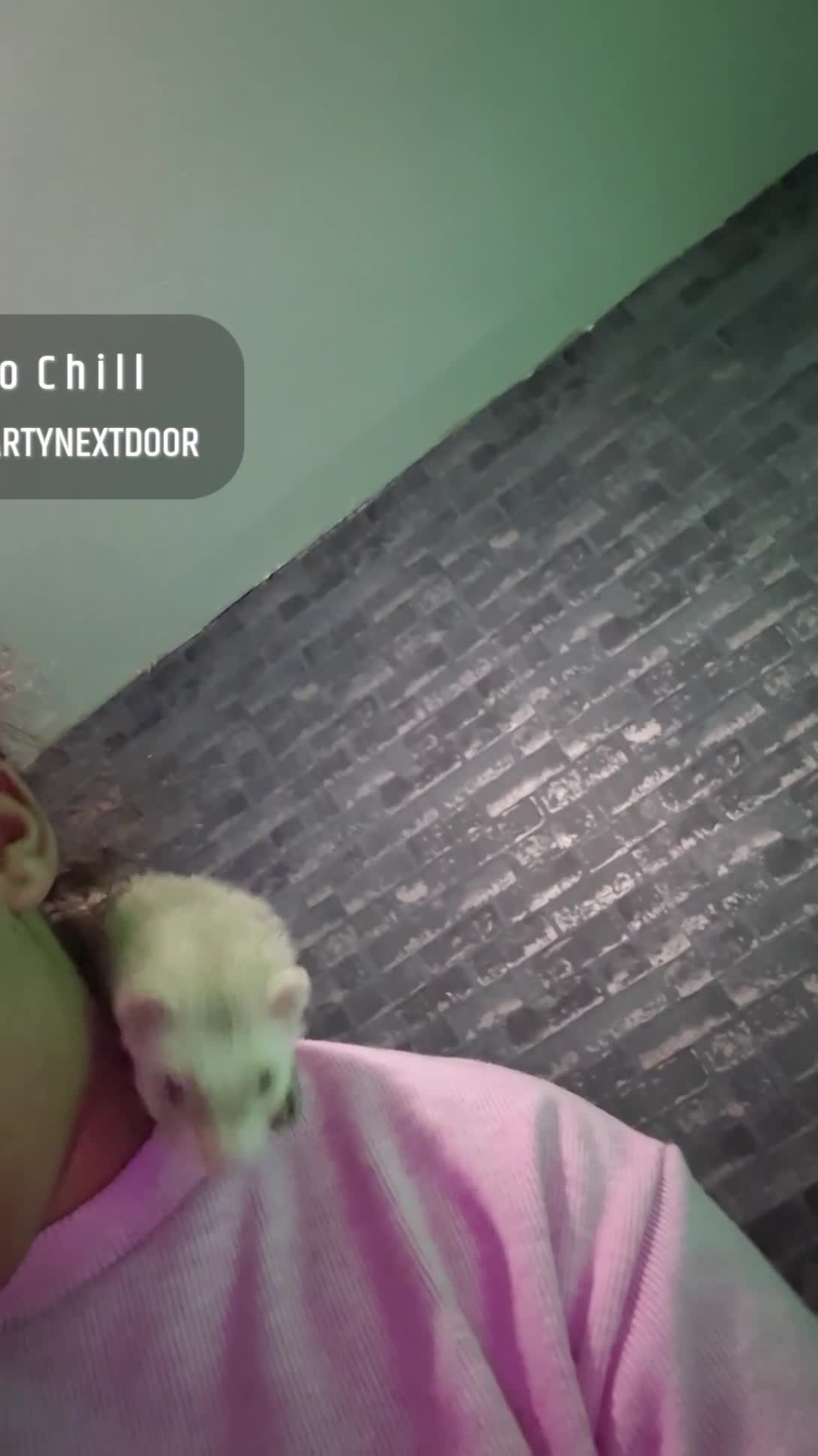 Ferret rodents for sale: Free Ferrets in Basildon - Video 2
