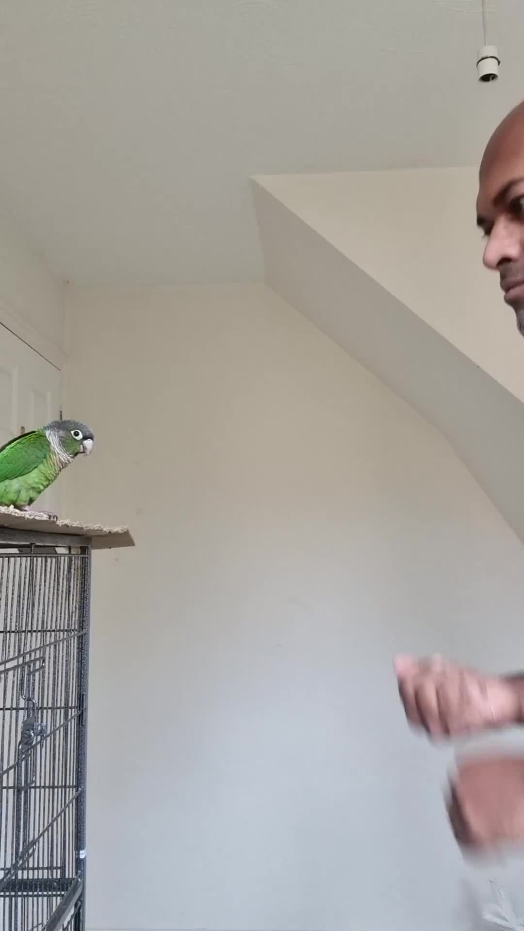 Conures birds for sale: Talented & sweet male Conure with DNA certificate - Video 2