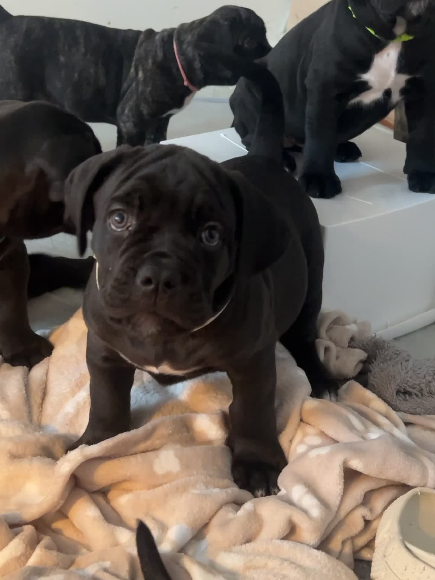 Cane Corso dogs for sale: Yuki X Aries Russian Champ Bloodline Puppies - Video 3