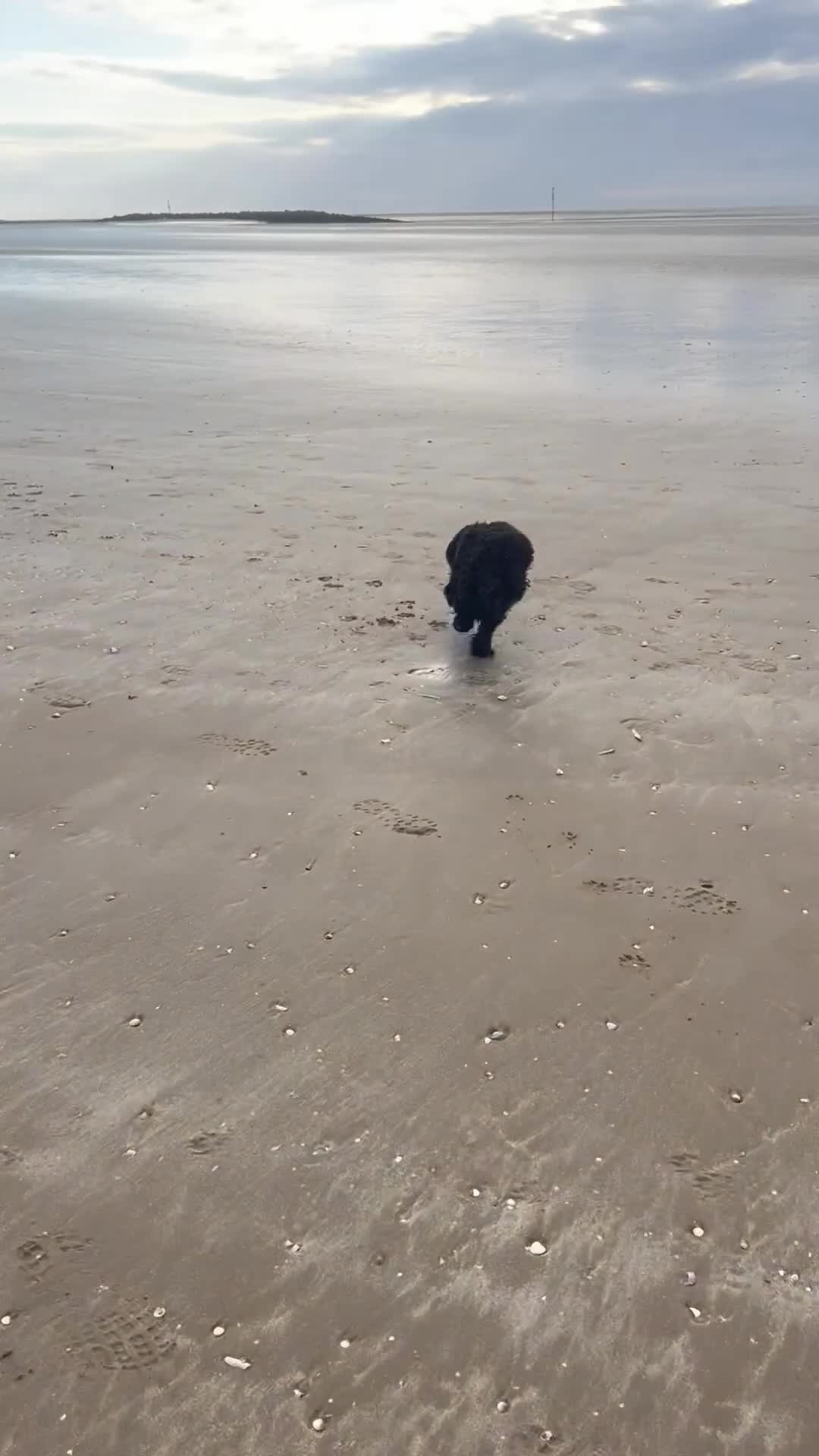 Sprocker dogs for sale: Sprockapoo - Video 1