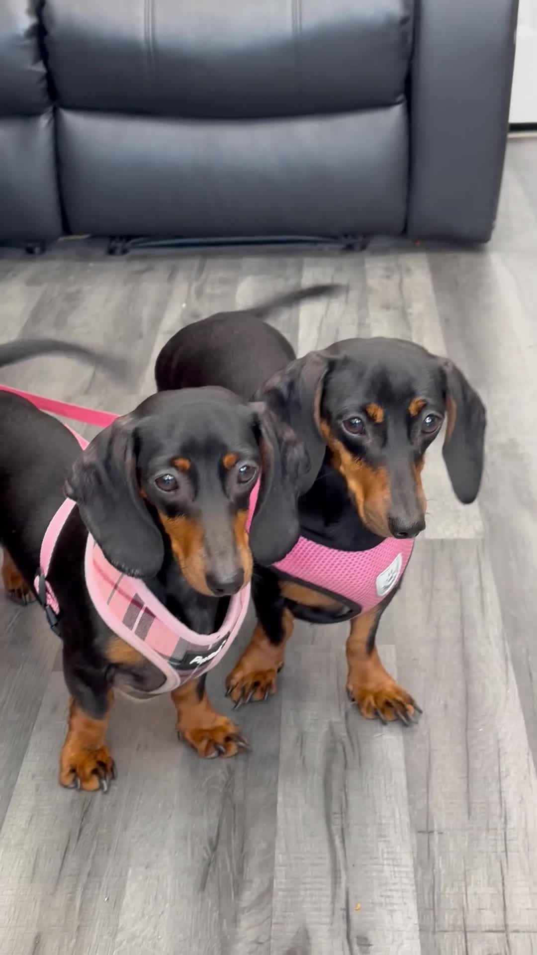 Miniature Dachshund dogs for sale: Miniature dachshund  - Video 2