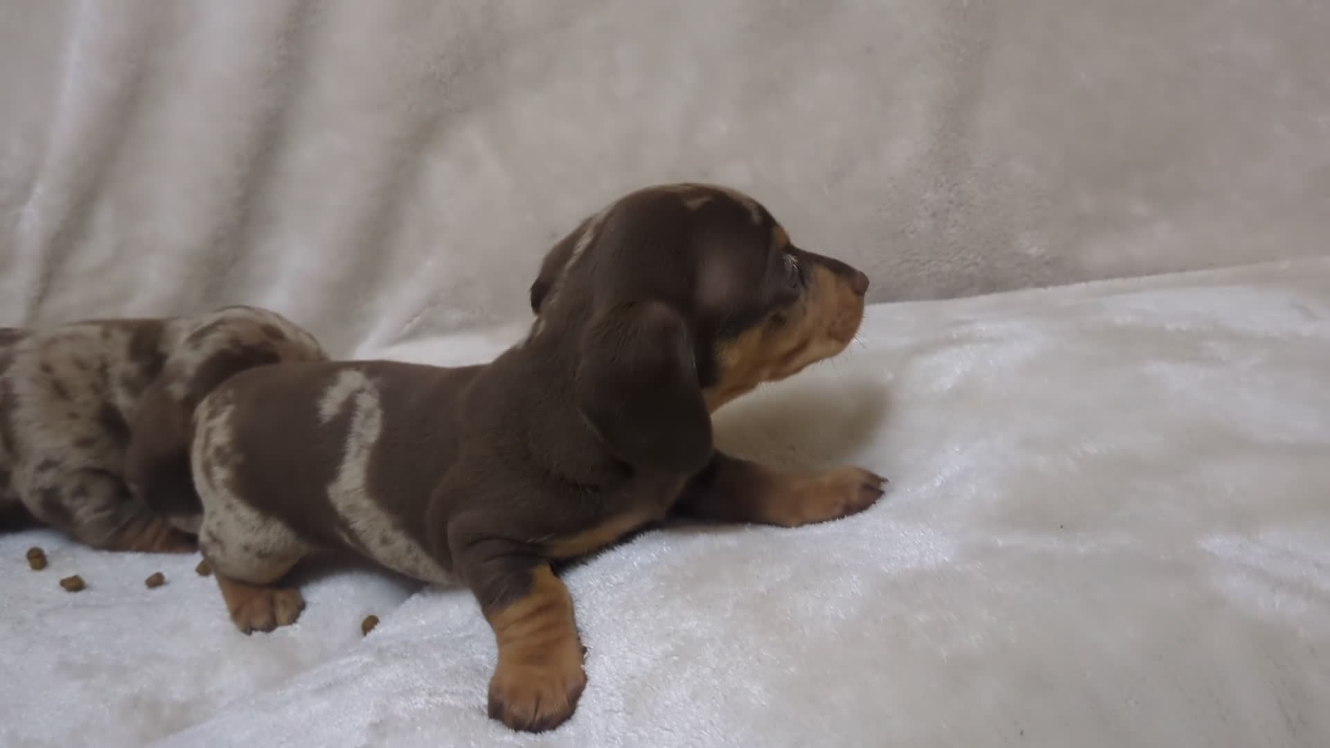 Miniature Dachshund dogs for sale: Miniature Dachshund puppys - Video 2