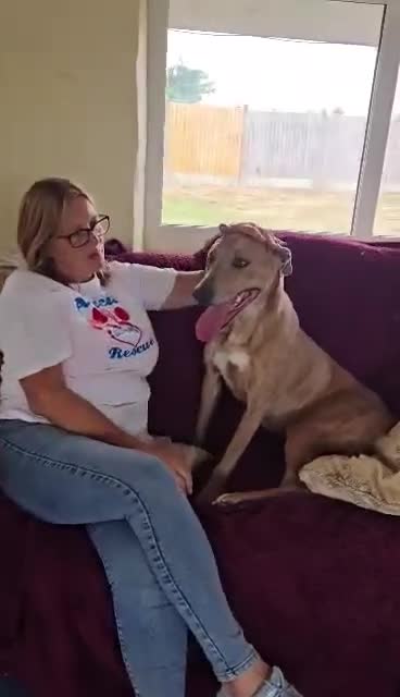 Mixed Breed dogs for adoption: Beautiful Sadie  - Video 1