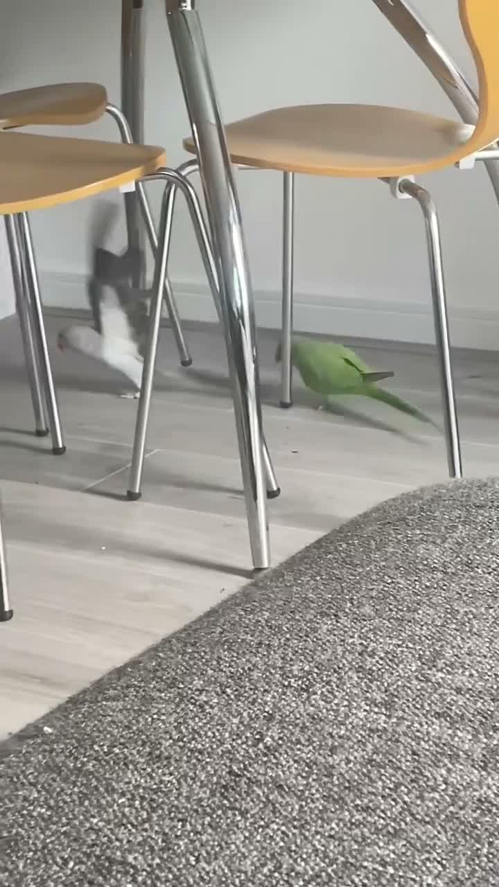 Ringnecks birds for sale: Rambo – Male Indian Ringneck  - Video 2